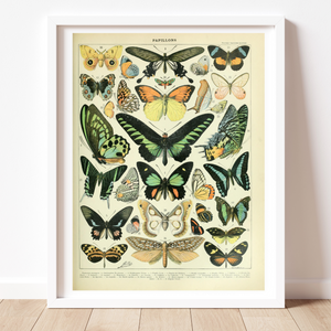 Butterflies 2 - Adolphe Millot (Digital Download)
